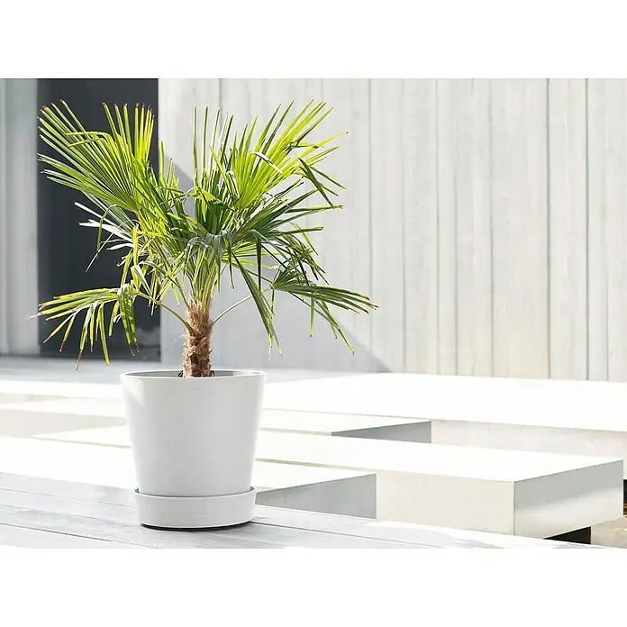 Ecopots Amsterdam Blumentopf-Untersetzer mit Rollen - Außenmaß (Ø x H): 34,1 x 9 cm, Kunststoff, Weiß - Zimmerpflanze in weißem Topf, die einen Hauch von Natur in moderne Räume bringt. Das elegante Design ergänzt die grüne Palme perfekt.