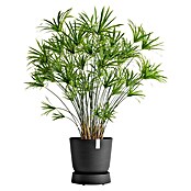 Ecopots Oslo Blumentopf-Untersetzer mit Rollen (Außenmaß (Ø x H): 32,2 x 8,5 cm, Kunststoff, Dunkelgrau) | BAUHAUS