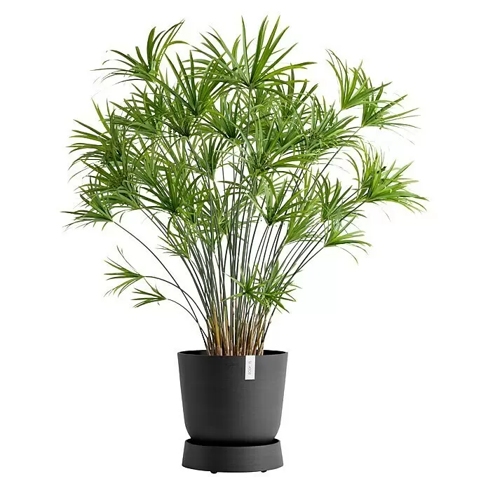 Ecopots Oslo Blumentopf-Untersetzer mit Rollen - Außenmaß (Ø x H): 32,2 x 8,5 cm, Kunststoff, Dunkelgrau - Schirmpapyrus-Pflanze mit grünem Laub in einem dunkelgrauen texturierten Topf mit passender Untertasse.
