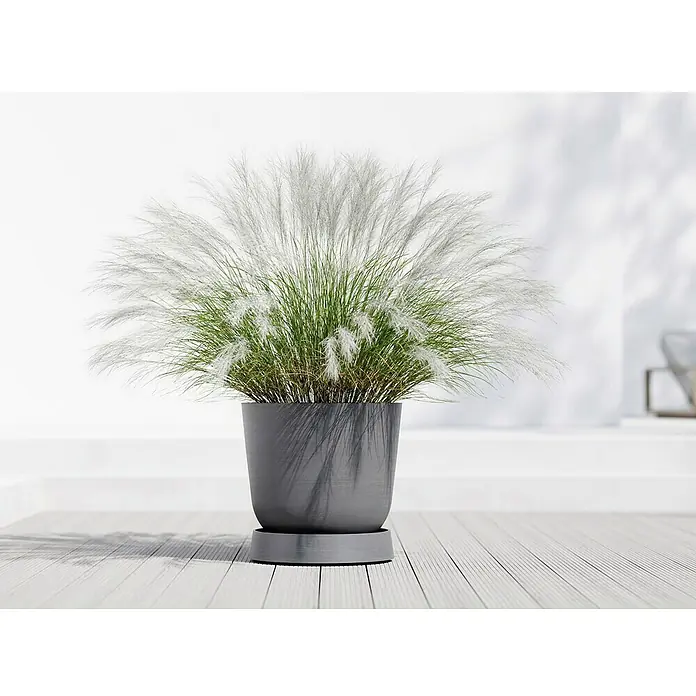 Ecopots Oslo Blumentopf-Untersetzer mit Rollen - Außenmaß (Ø x H): 50 x 10,5 cm, Kunststoff, Grau - Elegantes Ziergras im Topf mit zarten, weißen Wedeln, das jedem Raum einen Hauch von natürlicher Schönheit verleiht.