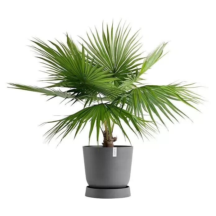 Ecopots Oslo Blumentopf-Untersetzer mit Rollen - Außenmaß (Ø x H): 50 x 10,5 cm, Kunststoff, Grau - Kleine Palme mit grünen Blättern in einem grauen Topf mit Untersetzer.