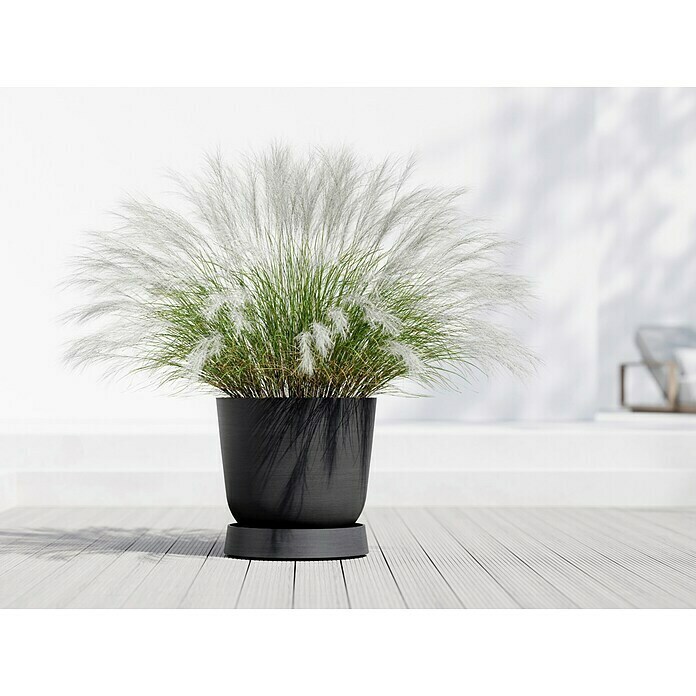 Ecopots Oslo Blumentopf-Untersetzer mit Rollen (Außenmaß (Ø x H): 50 x 10,5 cm, Kunststoff, Dunkelgrau) | BAUHAUS