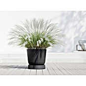 Ecopots Oslo Blumentopf-Untersetzer mit Rollen (Außenmaß (Ø x H): 50 x 10,5 cm, Kunststoff, Dunkelgrau) | BAUHAUS