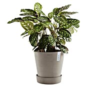 Ecopots Amsterdam Blumentopf-Untersetzer mit Rollen (Außenmaß (Ø x H): 51 x 12,4 cm, Kunststoff, Braungrau) | BAUHAUS