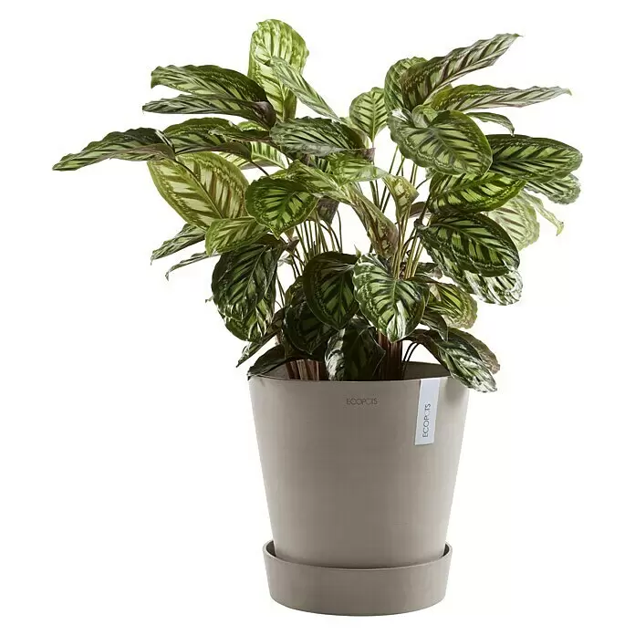 Ecopots Amsterdam Blumentopf-Untersetzer mit Rollen - Außenmaß (Ø x H): 51 x 10,1 cm, Kunststoff, Braungrau - Eine Zimmerpflanze mit gemusterten grünen Blättern in einem hellgrauen Topf mit passendem Untersetzer.