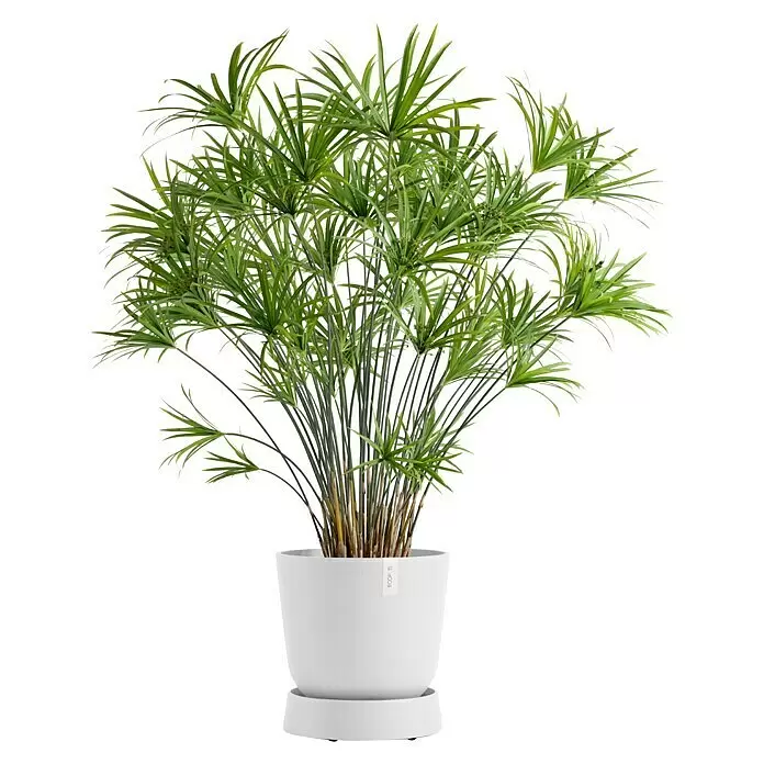 Ecopots Oslo Blumentopf-Untersetzer mit Rollen - Außenmaß (Ø x H): 32,2 x 8,5 cm, Kunststoff, Weiß - Grüne Schirmpapyrus-Pflanze in einem weißen zylindrischen Topf mit passendem Untersetzer.
