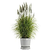 Ecopots Oslo Blumentopf-Untersetzer mit Rollen (Außenmaß (Ø x H): 41 x 9,5 cm, Kunststoff, Weißgrau) | BAUHAUS