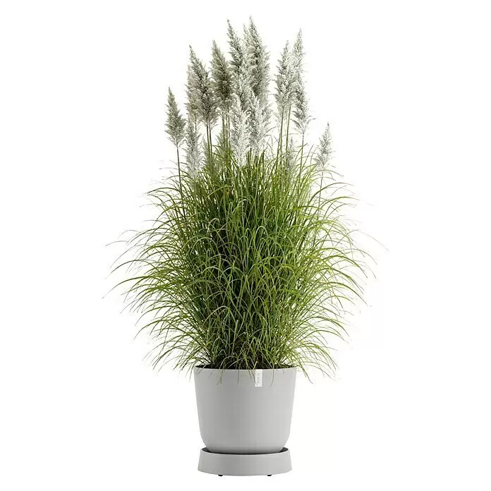 Ecopots Oslo Blumentopf-Untersetzer mit Rollen - Außenmaß (Ø x H): 41 x 9,5 cm, Kunststoff, Weißgrau - Grünes Ziergras mit weißen, flauschigen Blütenständen in einem hellgrauen Topf mit Untersetzer.