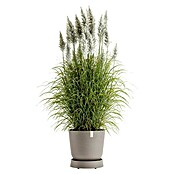 Ecopots Oslo Blumentopf-Untersetzer mit Rollen (Außenmaß (Ø x H): 41 x 9,5 cm, Kunststoff, Braungrau) | BAUHAUS