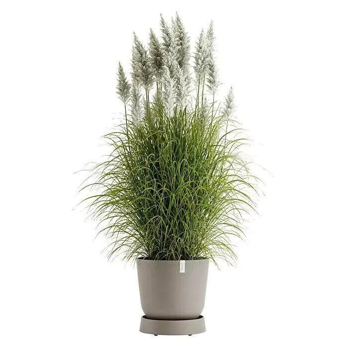 Ecopots Oslo Blumentopf-Untersetzer mit Rollen - Außenmaß (Ø x H): 41 x 9,5 cm, Kunststoff, Braungrau - Hohes grünes Ziergras mit federartigen weißen Blütenständen in einem runden hellgrauen Pflanzgefäß mit passendem Untersetzer.