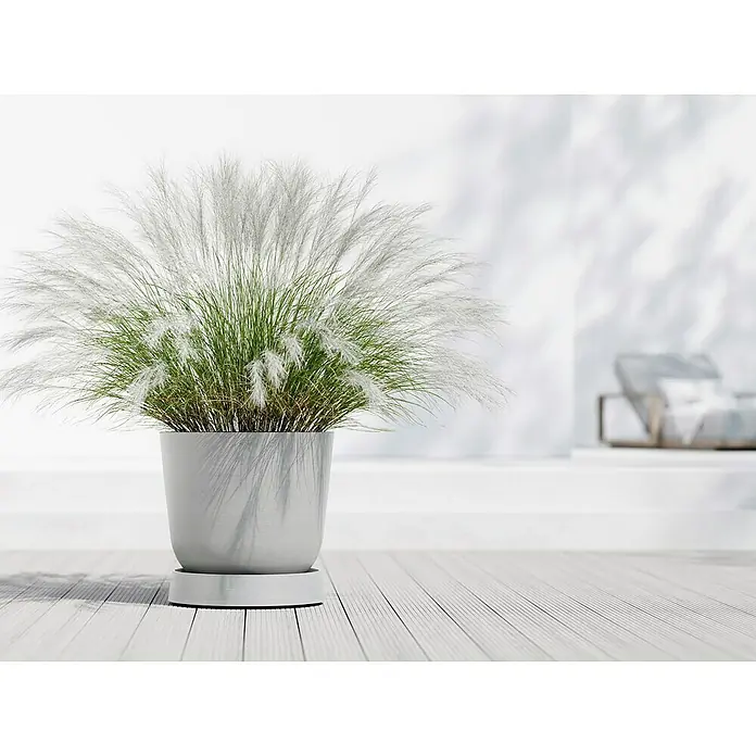 Ecopots Oslo Blumentopf-Untersetzer mit Rollen - Außenmaß (Ø x H): 50 x 10,5 cm, Kunststoff, Weißgrau - Ein silberner Topf mit weißem Ziergras steht auf einer hellen Holzterrasse und verleiht dem Raum eine elegante und natürliche Note.