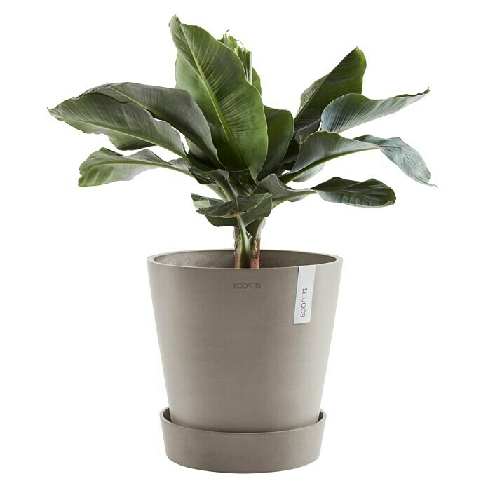 Ecopots Amsterdam Blumentopf-Untersetzer mit Rollen (Außenmaß (Ø x H): 51 x 12,4 cm, Kunststoff, Braungrau) | BAUHAUS