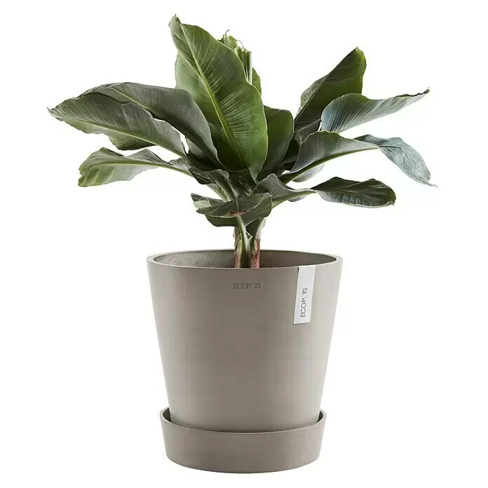 Ecopots Amsterdam Blumentopf-Untersetzer mit Rollen - Außenmaß (Ø x H): 51 x 10,1 cm, Kunststoff, Braungrau - Topfgrüne Pflanze mit großen Blättern, ähnelnd einer Bananenpflanze, in einem hellgrauen Topf mit Untersetzer.