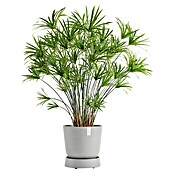 Ecopots Oslo Blumentopf-Untersetzer mit Rollen (Außenmaß (Ø x H): 32,2 x 8,5 cm, Kunststoff, Weißgrau) | BAUHAUS