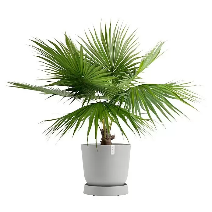 Ecopots Oslo Blumentopf-Untersetzer mit Rollen - Außenmaß (Ø x H): 50 x 10,5 cm, Kunststoff, Weißgrau - Grüne Palme mit fächerförmigen Blättern in einem hellgrauen Topf mit Untersetzer.