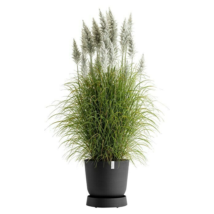 Ecopots Oslo Blumentopf-Untersetzer mit Rollen (Außenmaß (Ø x H): 41 x 9,5 cm, Kunststoff, Dunkelgrau) | BAUHAUS