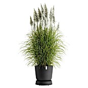 Ecopots Oslo Blumentopf-Untersetzer mit Rollen (Außenmaß (Ø x H): 41 x 9,5 cm, Kunststoff, Dunkelgrau) | BAUHAUS