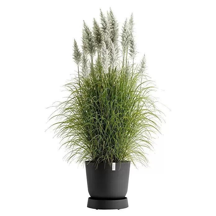 Ecopots Oslo Blumentopf-Untersetzer mit Rollen - Außenmaß (Ø x H): 41 x 9,5 cm, Kunststoff, Dunkelgrau - Ziergras mit grünen Blättern und weißen federartigen Blütenständen in einem dunkelgrauen Topf mit Untersetzer.