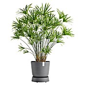 Ecopots Oslo Blumentopf-Untersetzer mit Rollen (Außenmaß (Ø x H): 32,2 x 8,5 cm, Kunststoff, Grau) | BAUHAUS