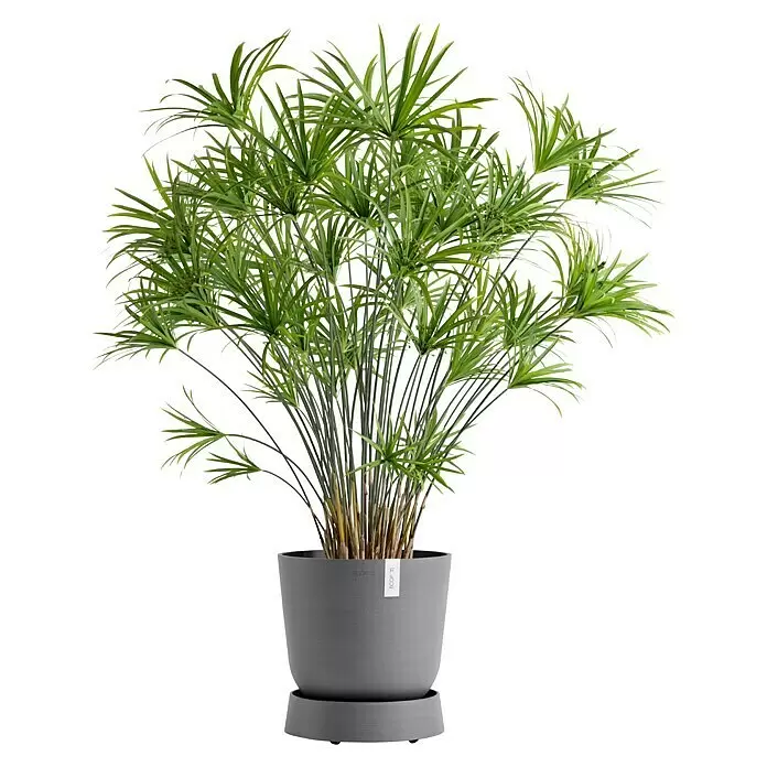 Ecopots Oslo Blumentopf-Untersetzer mit Rollen - Außenmaß (Ø x H): 32,2 x 8,5 cm, Kunststoff, Grau - Grüne Schirmpflanze in einem runden, grauen Topf mit passendem Untersetzer.