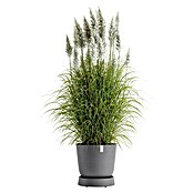 Ecopots Oslo Blumentopf-Untersetzer mit Rollen (Außenmaß (Ø x H): 41 x 9,5 cm, Kunststoff, Grau) | BAUHAUS