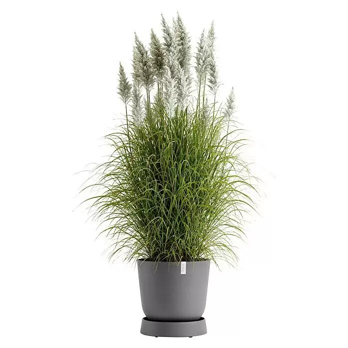 Ecopots Oslo Blumentopf-Untersetzer mit Rollen - Außenmaß (Ø x H): 41 x 9,5 cm, Kunststoff, Grau - Hohes Ziergras mit weißen federartigen Blütenständen in einem runden grauen Topf mit passendem Untersetzer.