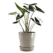 Ecopots Amsterdam Blumentopf-Untersetzer mit Rollen (Außenmaß (Ø x H): 51 x 10,1 cm, Kunststoff, Taupe) | BAUHAUS
