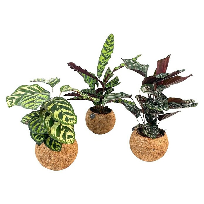 Piardino Arreglo de plantas Kokodama Mix con soporte (Tamaño de maceta: 15 cm) | BAUHAUS