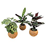 Piardino Arreglo de plantas Kokodama Mix con soporte (Tamaño de maceta: 15 cm) | BAUHAUS