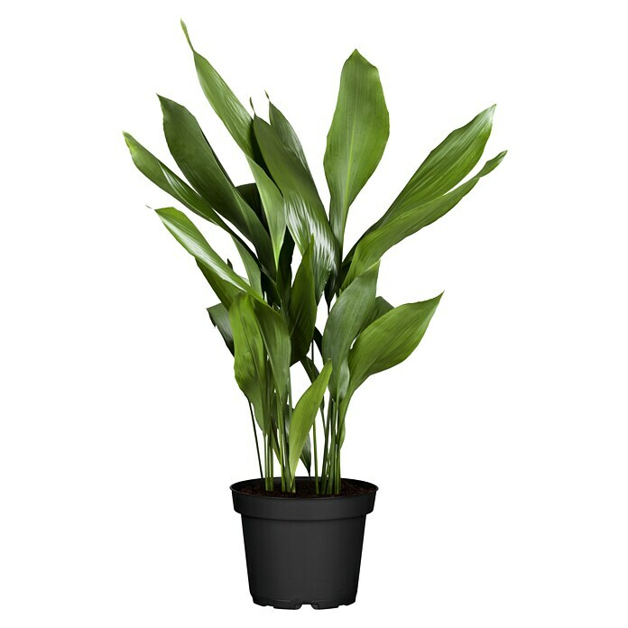 Piardino Schusterpalme (Aspidistra Elatior, Topfgröße: 17 cm) | BAUHAUS