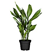 Piardino Schusterpalme (Aspidistra Elatior, Topfgröße: 17 cm) | BAUHAUS