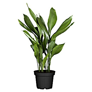 Piardino Schusterpalme (Aspidistra Elatior, Topfgröße: 17 cm)