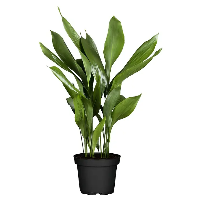 Piardino Schusterpalme - Aspidistra Elatior, Topfgröße: 17 cm - Zimmerpflanze in einem schwarzen Topf, mit ihren glänzenden, grünen Blättern, die einen Hauch von Natur in jeden Raum bringt.