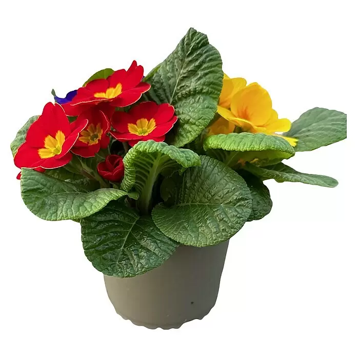 Piardino Primel Trio - Primula acaulis, Topfgröße: 13 cm, 3 Farben - Topf-Primeln mit leuchtend roten und gelben Blüten, grünen Blättern, in einem grauen Topf.