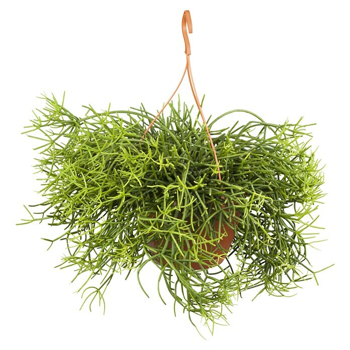 Piardino Korallenkaktus (Rhipsalis crispata, Topfgröße: 21 cm) | BAUHAUS