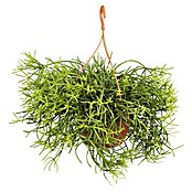 Piardino Korallenkaktus (Rhipsalis crispata, Topfgröße: 21 cm) | BAUHAUS