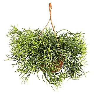 Piardino Korallenkaktus (Rhipsalis crispata, Topfgröße: 21 cm)
