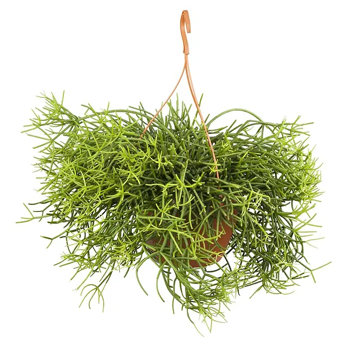 Piardino Korallenkaktus - Rhipsalis crispata, Topfgröße: 21 cm - Hängepflanze mit sukkulentenartigen Blättern in einem braunen Topf mit einem hellbraunen Aufhänger, ideal für Innenräume.
