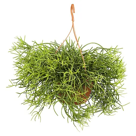 Piardino  Korallenkaktus