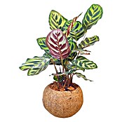 Piardino Arreglo de plantas Kokodama Mix con soporte (Tamaño de maceta: 15 cm) | BAUHAUS
