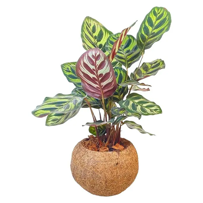 Piardino Pflanzenarrangement Kokodama - Topfgröße: 15 cm - Eine Calathea ornata 'Beauty Star' Zimmerpflanze in einem runden, mit Kokosfasern bedeckten Topf, mit dekorativen Blättern und auffälligen Mustern.