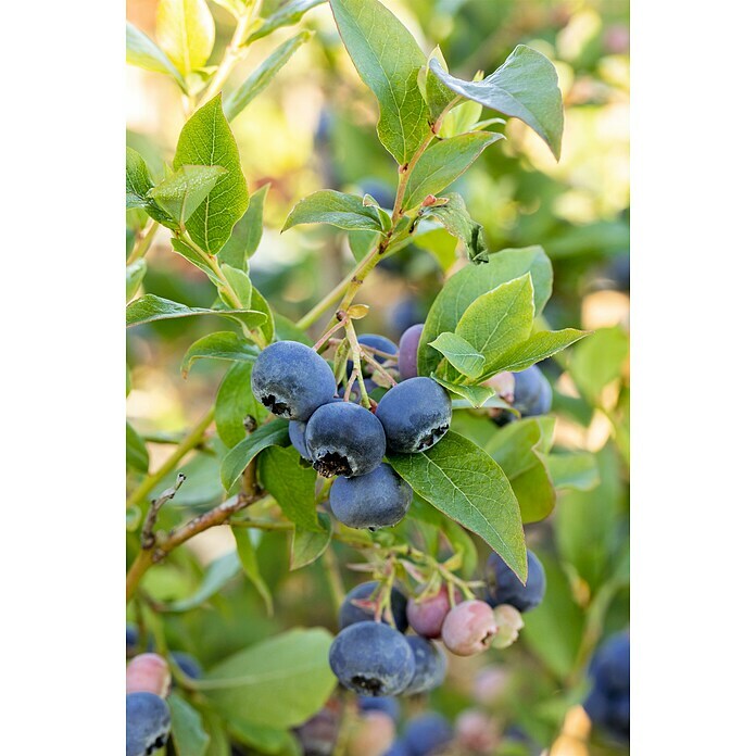 Vaccinium corymbosum3 Lubera