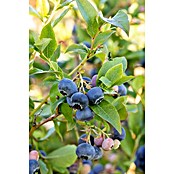 Vaccinium corymbosum3 Lubera