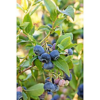 Piardino Bio Heidelbeere (Vaccinium corymbosum 'Goldtraube', Topfvolumen: 3 l, Erntezeit: August)