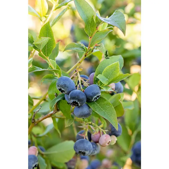 Piardino Bio Heidelbeere - Vaccinium corymbosum 'Bluecrop', Topfvolumen: 3 l, Erntezeit: Juli - Nahaufnahme von saftigen, reifen Blaubeeren zwischen grünen Blättern, die Frische und natürlichen Geschmack vermitteln.