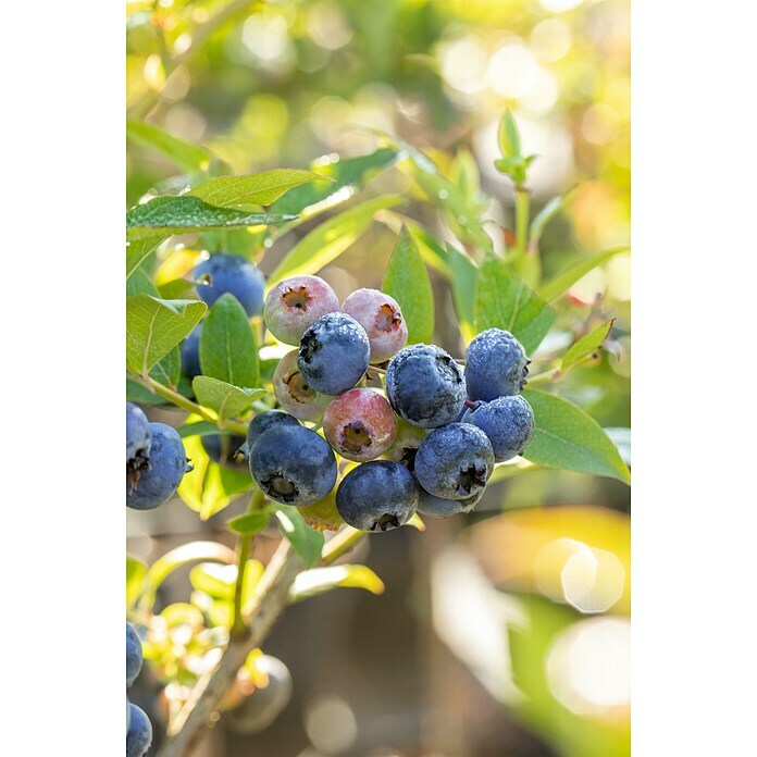 Vaccinium corymbosum3 Hot Petite