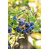Vaccinium corymbosum3 Hot Petite