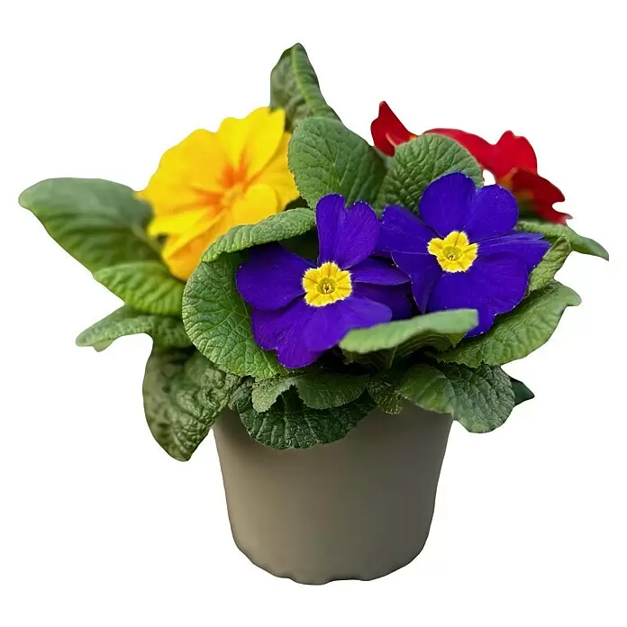 Piardino Primel Trio - Primula acaulis, Topfgröße: 13 cm, 3 Farben - Eine Topf-Primel mit gelben, violetten und roten Blüten und grünen Blättern in einem grauen Topf.