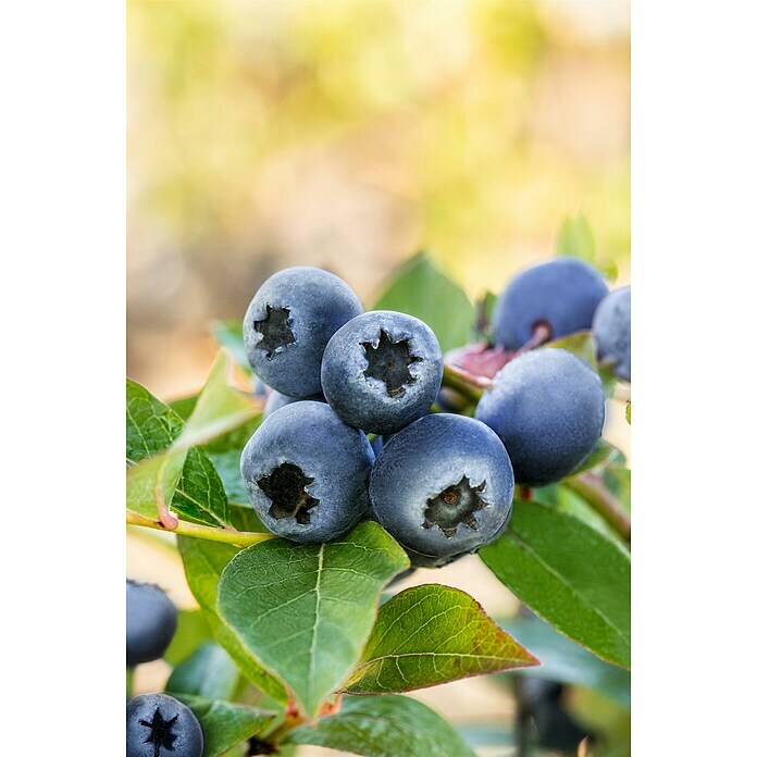 Vaccinium corymbosum3 Lubera