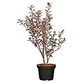 Piardino Bio Heidelbeere (Vaccinium corymbosum 'Bluecrop', Topfvolumen: 3 l, Erntezeit: Juli)